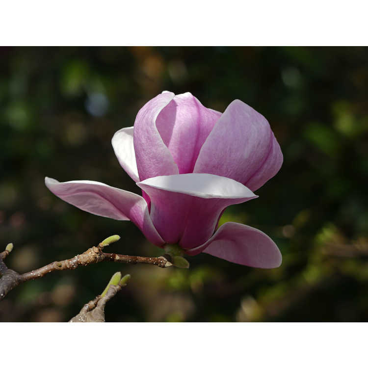 Magnolia ×soulangeana 'Opal' - hybrid magnolia