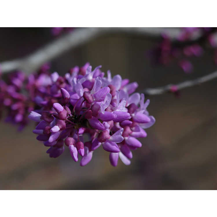 Cercis canadensis Alley Cat