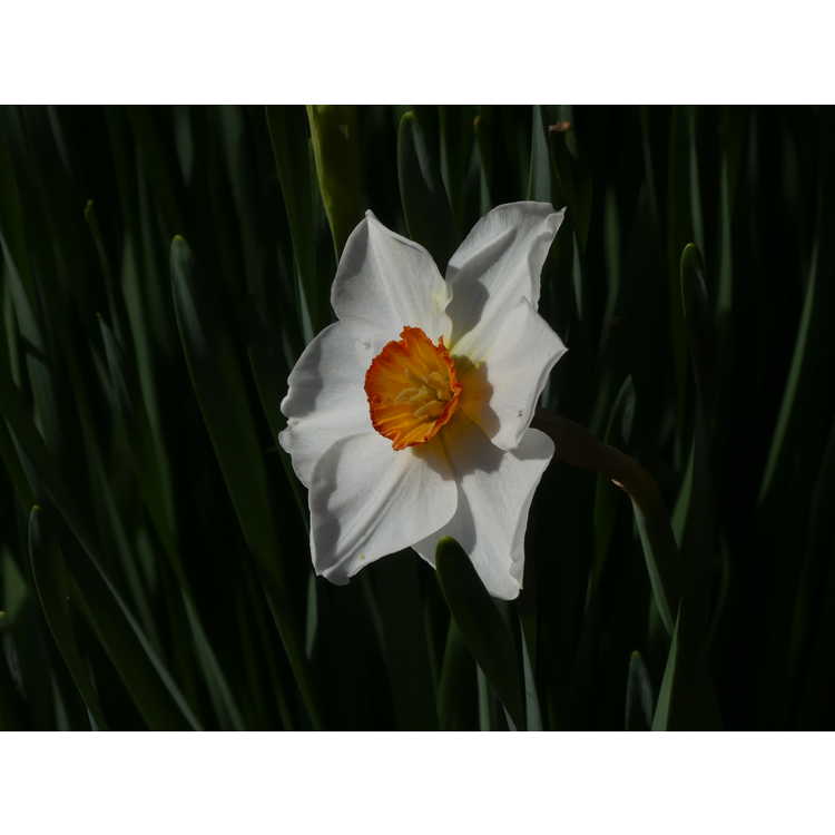Narcissus 'Matapan'