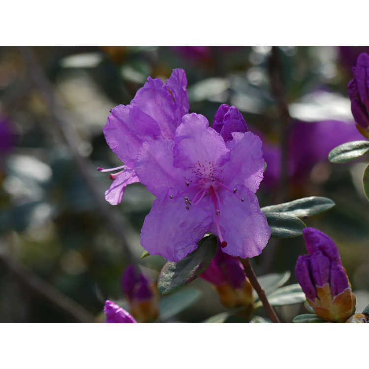 Rhododendron 'Chapmanii Wonder'
