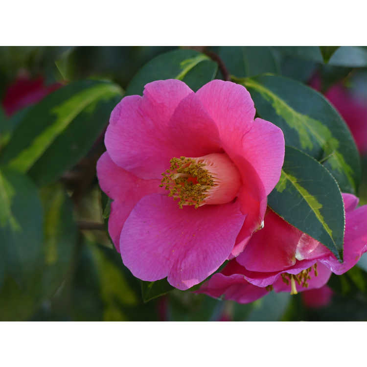 Camellia ×williamsii 'Golden Spangles'