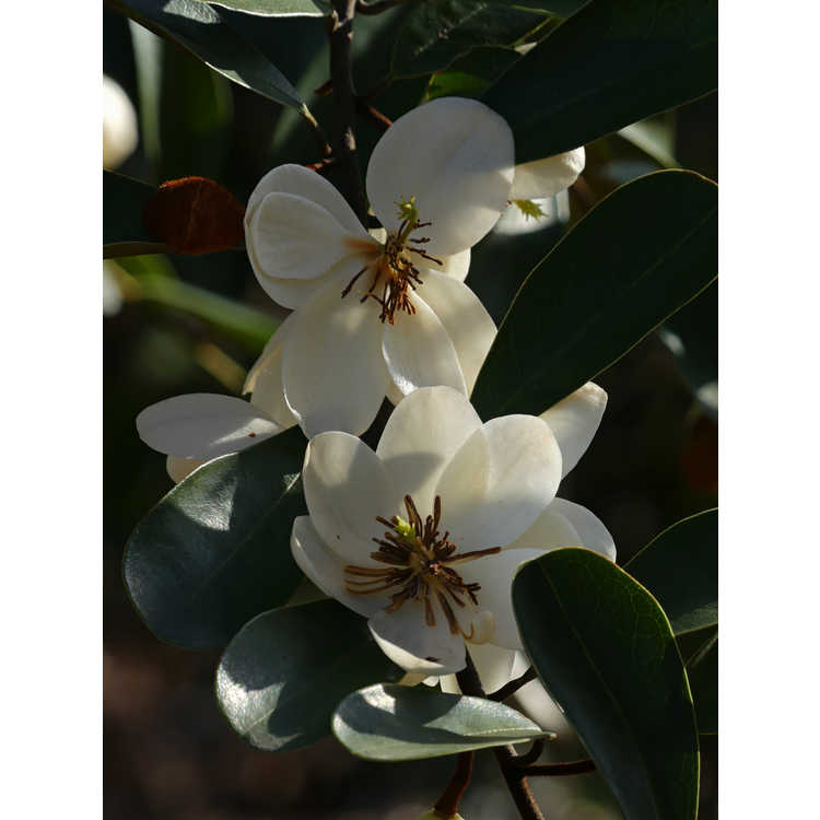 Magnolia laevifolia Snowbird