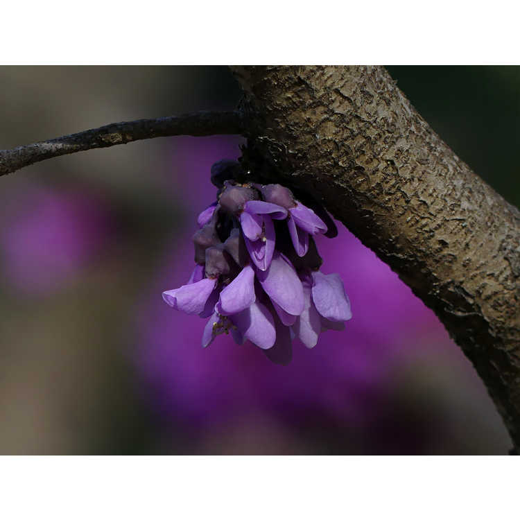 Cercis chinensis 'Kay's Early Hope'