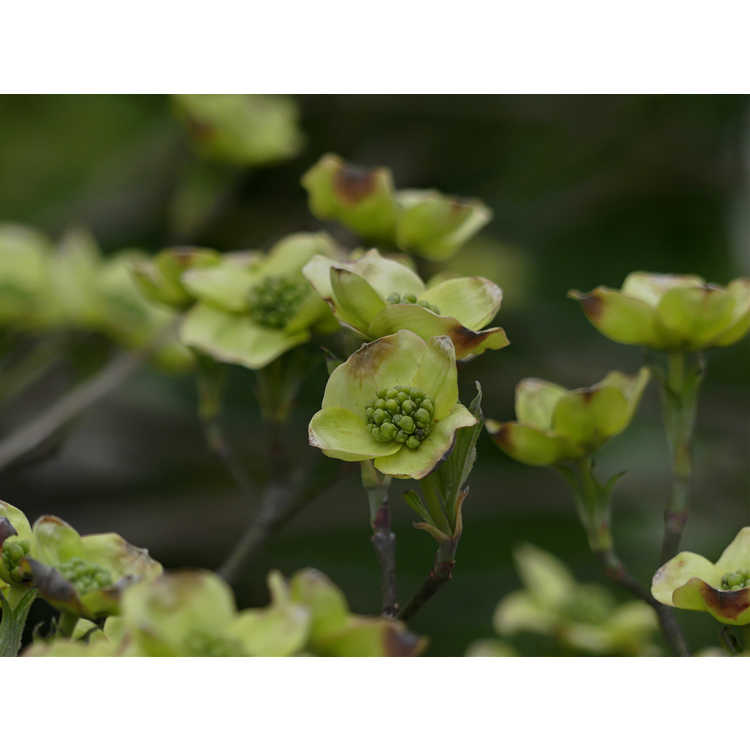 Cornus florida 'Suwanee Squat' - dwarf flowering dogwood
