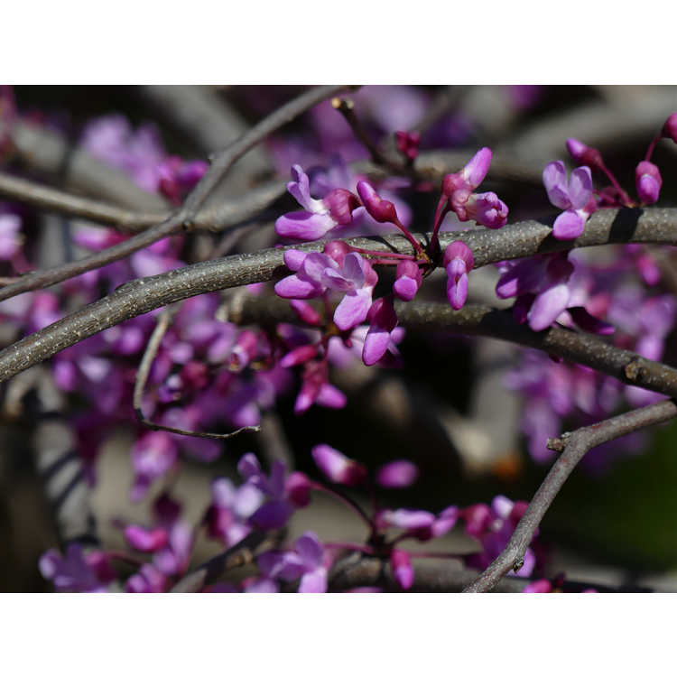 Cercis canadensis 'Whitewater' - weeping variegated redbud