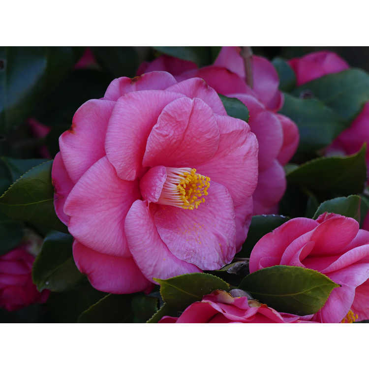 Camellia japonica 'Anacostia' - Japanese camellia