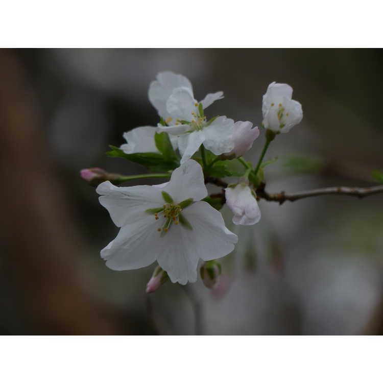 Prunus 'Umineko'