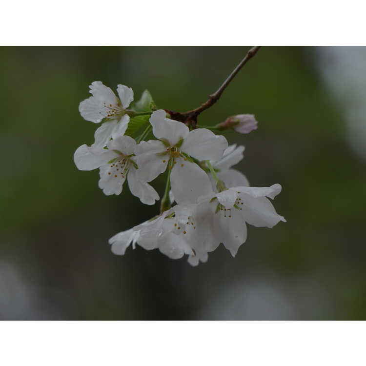 Prunus 'Umineko'