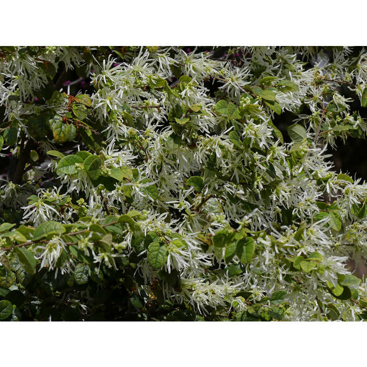 Loropetalum chinense Shang-White Emerald Snow