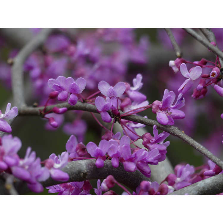 Cercis canadensis Whitewater