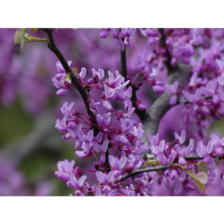 Cercis canadensis 'Cascading Hearts'