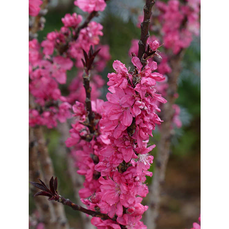 Cercis canadensis Sjo Cotton Candy