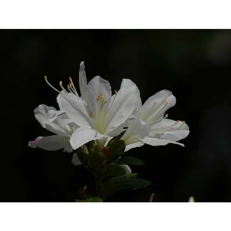 Rhododendron (Huang 1-3-16)