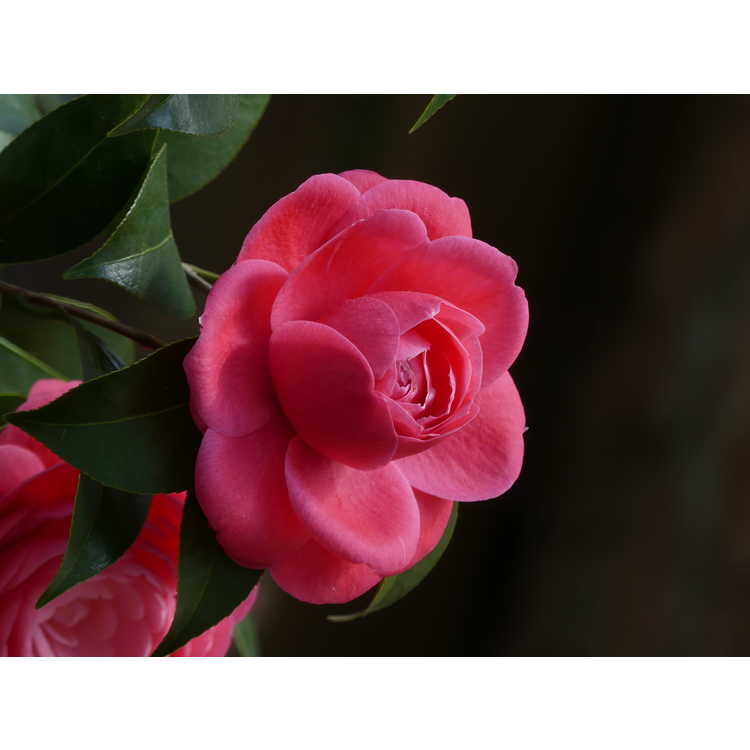 Camellia japonica 'Jacks'