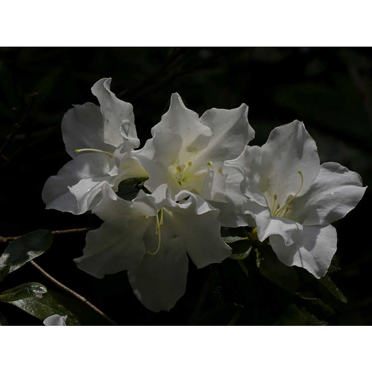 Rhododendron Alaska