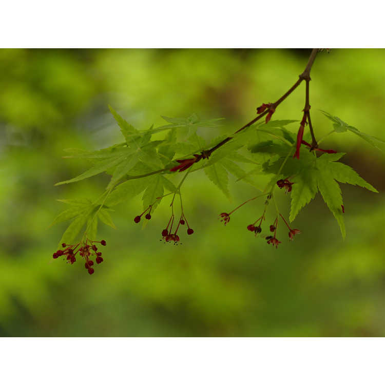 Acer palmatum 'Nishiki gawa'