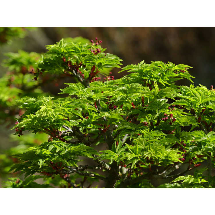 Acer palmatum 'Shishigashira' - lion's-mane Japanese maple