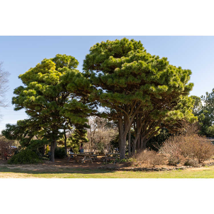 <em>Pinus taeda</em> NCSU Dwarf Group
