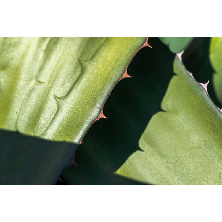 Agave lophantha × A. salmiana var. ferox 'Logan Calhoun' - century plant
