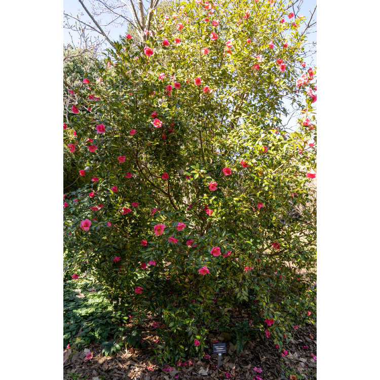Camellia ×williamsii 'Golden Spangles' - variegated Williamsii camellia