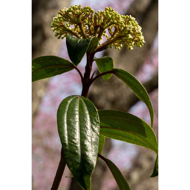 Viburnum cinnamomifolium - cinnamon viburnum