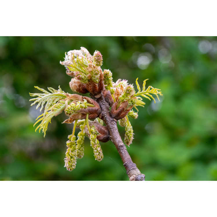 Quercus robur 'Pectinata' - cutleaf English oak