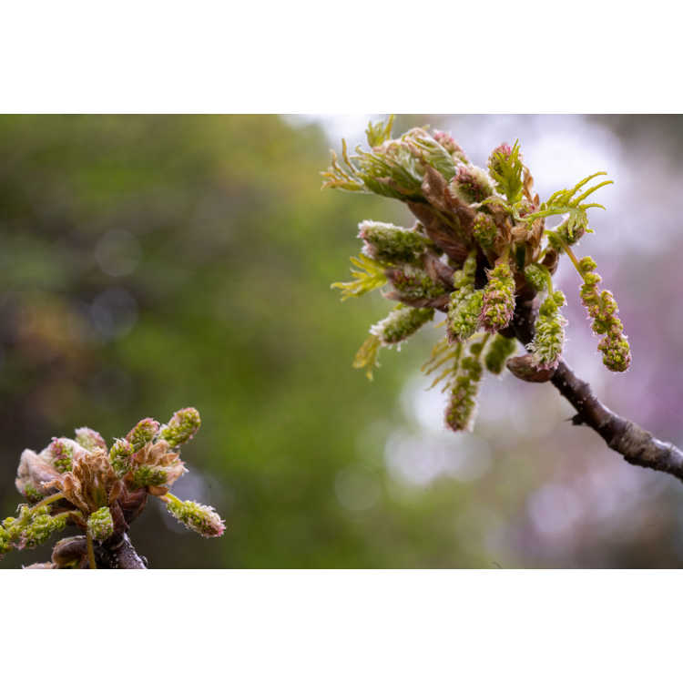 Quercus robur 'Pectinata' - cutleaf English oak