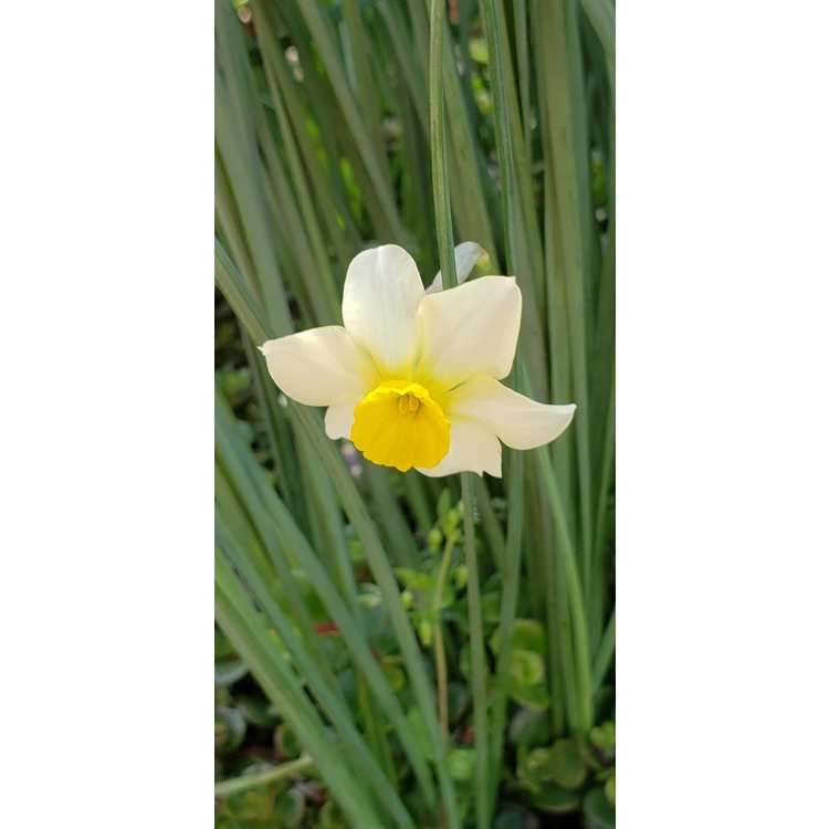 Narcissus 'Rikki' - jonquilla daffodil
