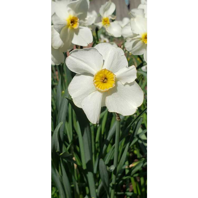 Narcissus 'Chinita' - daffodil