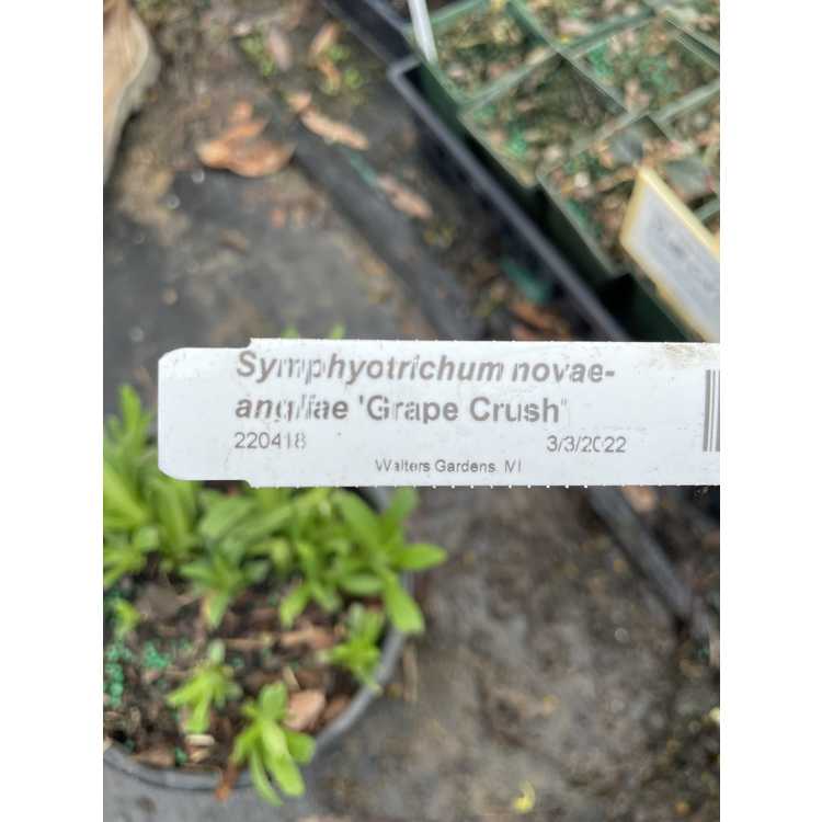 Symphyotrichum novae-angliae 'Grape Crush'