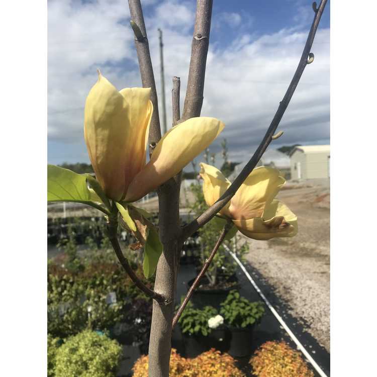 Magnolia 'Judy Zuk' - yellow flowered magnolia