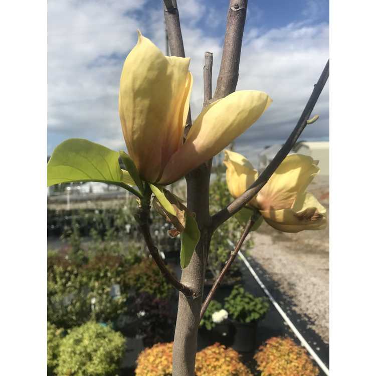 Magnolia 'Judy Zuk' - yellow flowered magnolia