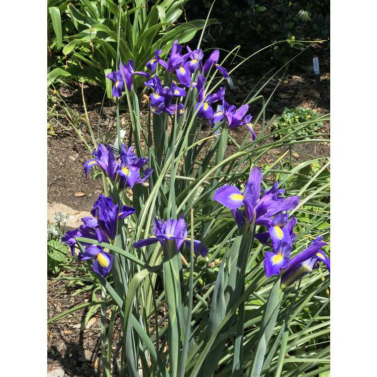 Iris 'Blue Magic'