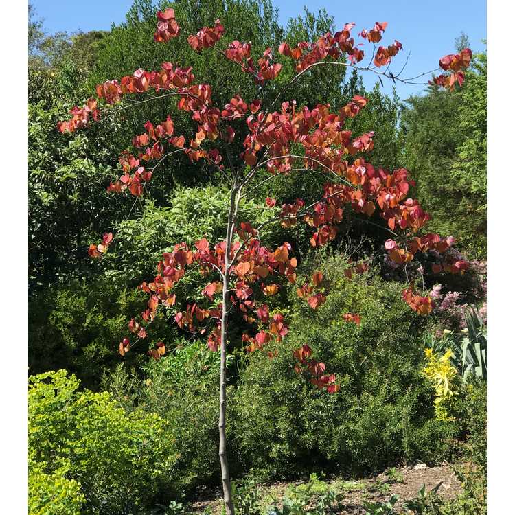 Cercis canadensis 'NC2016-2' - Flame Thrower eastern redbud