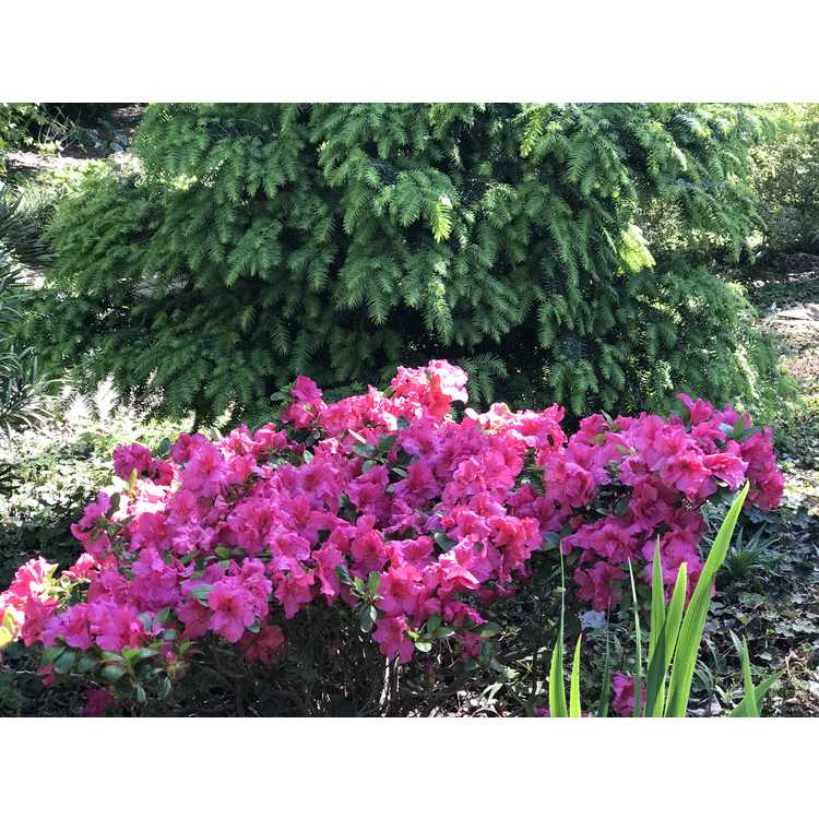 Rhododendron 'Rlh1-11p1' - Bloom-a-thon Hot Pink azalea