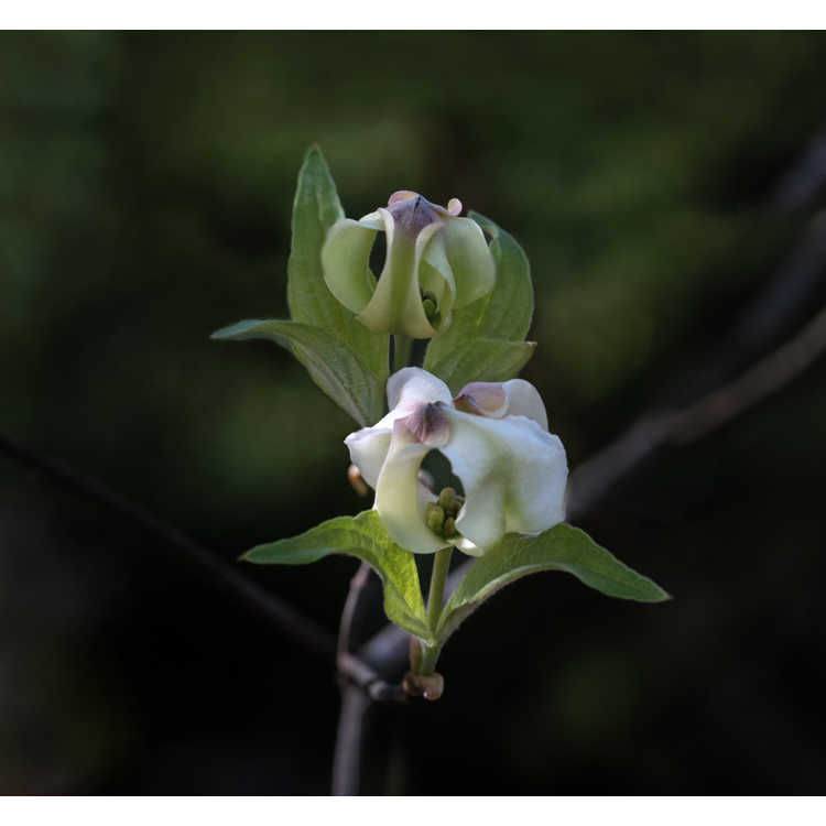 Cornus florida subsp. urbiniana