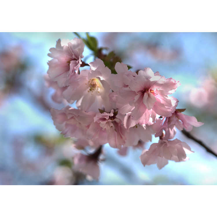 Prunus 'JFS-KW 14' - First Blush flowering cherry