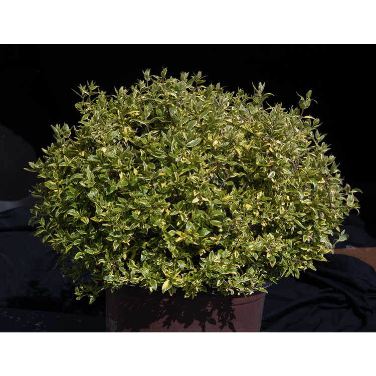 Abelia ×grandiflora 'Radiance' - glossy abelia