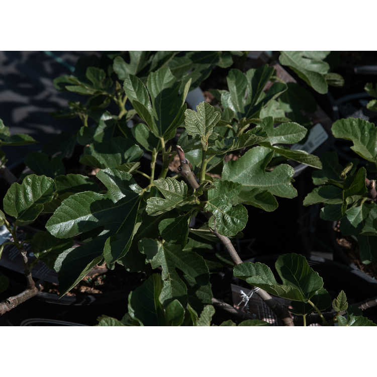 <em>Ficus carica</em> 'Strawberry Verte'