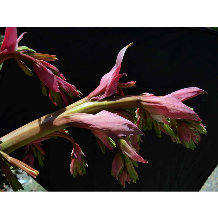 Beschorneria yuccoides - Mexican lily