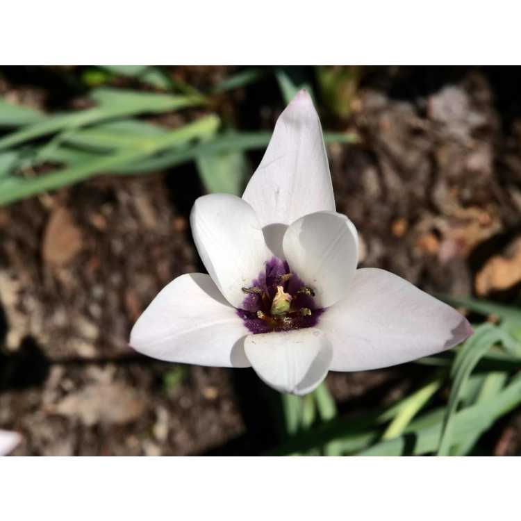 Tulipa Peppermint Stick