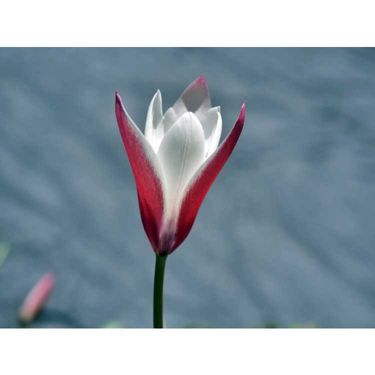 Tulipa Peppermint Stick