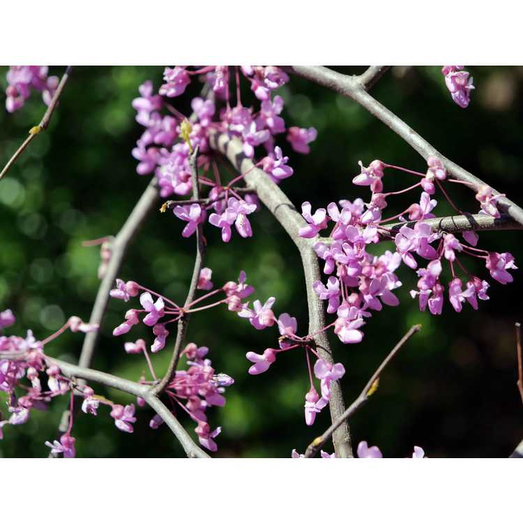Cercis canadensis 'Whitewater' - weeping variegated redbud