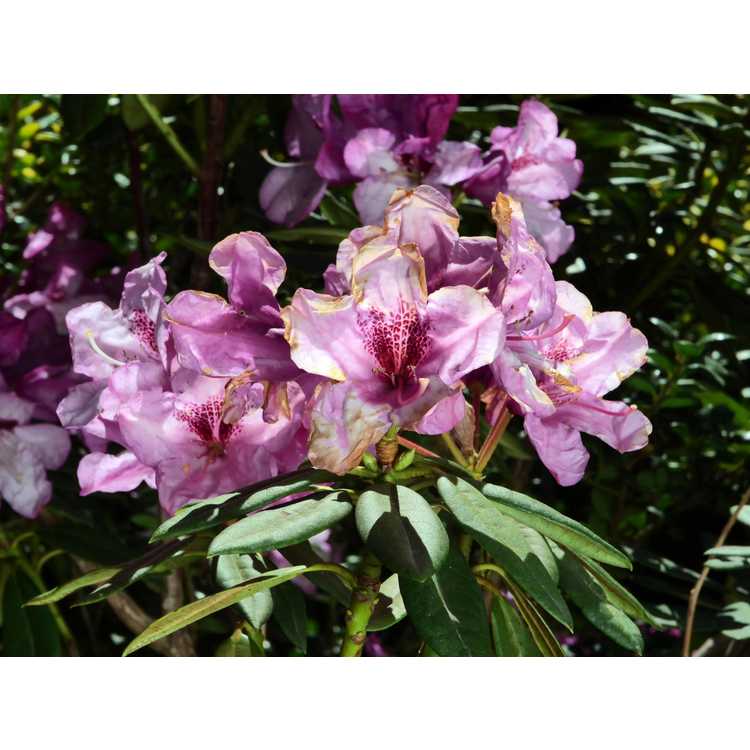 Rhododendron 'Tyler Morris' - Southgate Radiance rhododendron