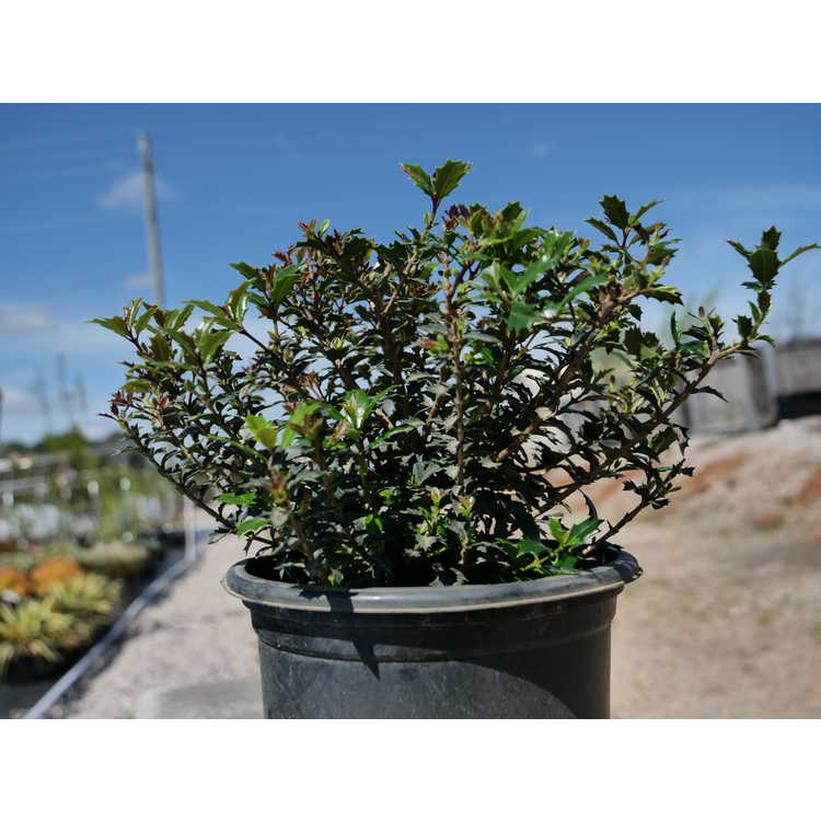 Osmanthus heterophyllus 'Kaori Hime' - fragrant princess holly tea-olive