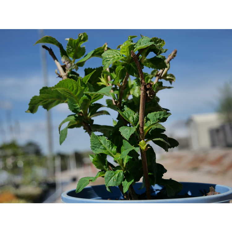 Hydrangea macrophylla 'Piihm-I'