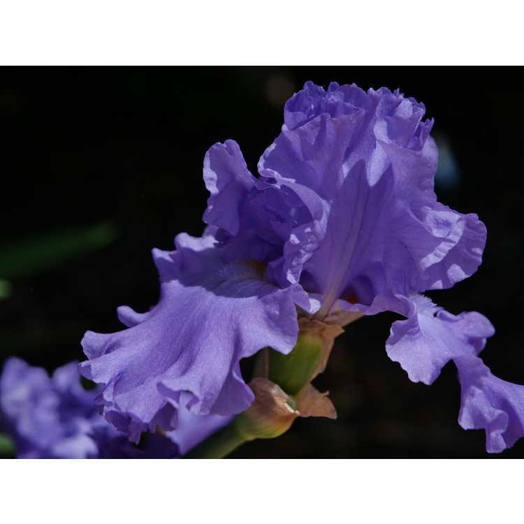 Iris 'Pure Sapphire' - tall bearded iris