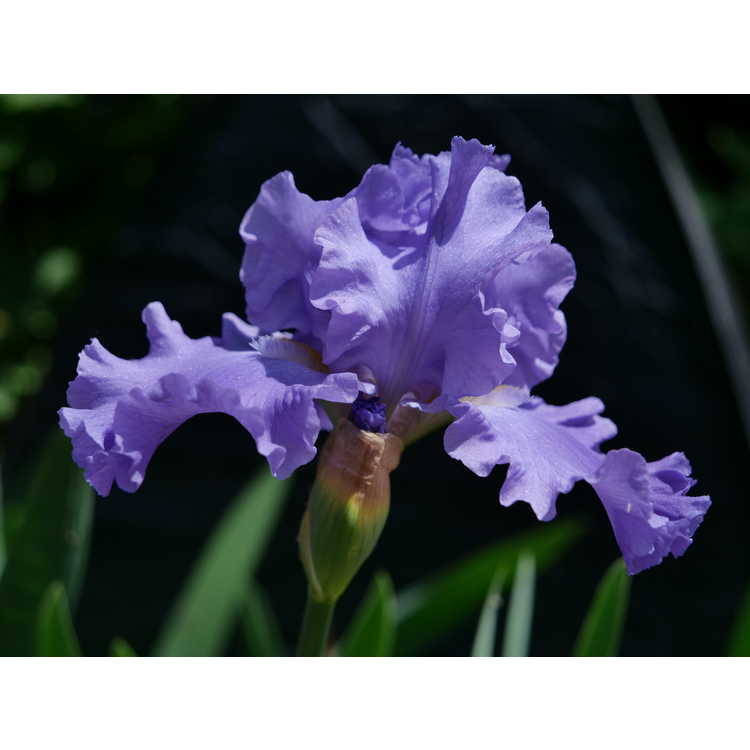 Iris Pure Sapphire