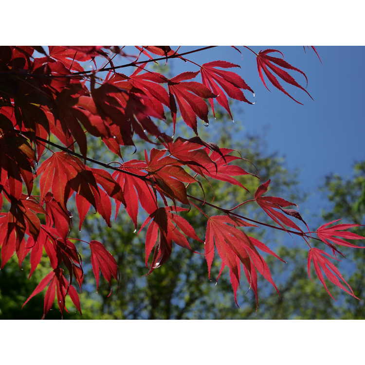 Acer palmatum 'Oregon Sunset' - red lace-leaf Japanese maple