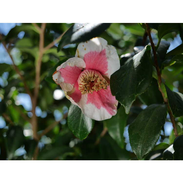 Camellia japonica Tafuku-benten